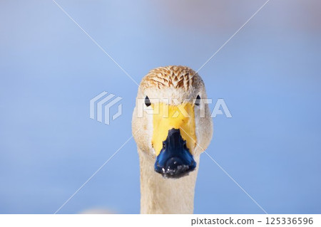 Swans visiting Hokkaido in spring dyed with the pigments of aquatic plants Swans visiting Hokkaido in spring dyed with the pigments of aquatic plants 125336596