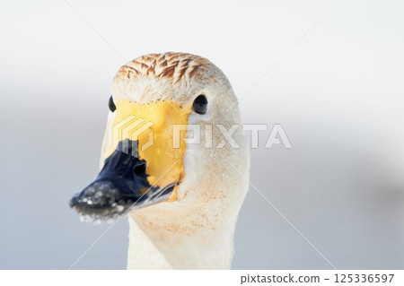 Swans visiting Hokkaido in spring dyed with the pigments of aquatic plants Swans visiting Hokkaido in spring dyed with the pigments of aquatic plants 125336597