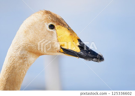 Swans visiting Hokkaido in spring dyed with the pigments of aquatic plants Swans visiting Hokkaido in spring dyed with the pigments of aquatic plants 125336602