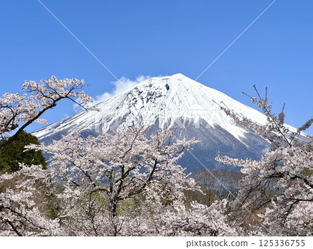 櫻花和富士山 櫻花和富士山 125336755