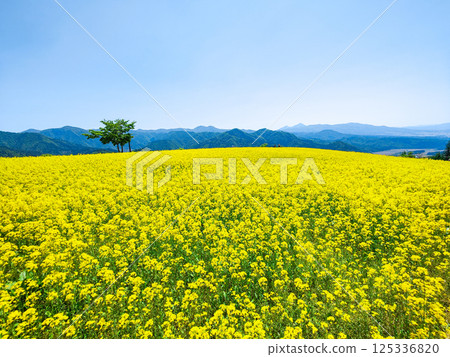 Nanohakura Takahara Nanohana農田 125336820