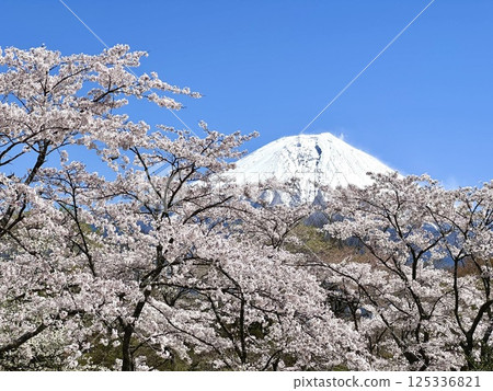 Cherry blossoms and Mt. Fuji against the blue sky Cherry blossoms and Mt. Fuji against the blue sky 125336821