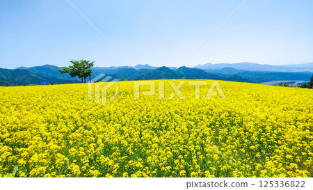 Nanohakura Takahara Nanohana農田 125336822