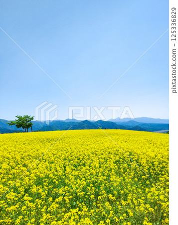 Nanohakura Takahara Nanohana農田 125336829