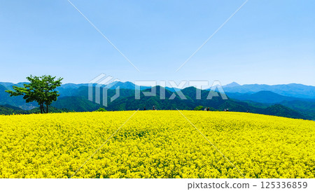Nanohakura Takahara Nanohana Farm Field Nanohakura Takahara Nanohana Farm Field 125336859