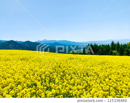 Nanohakura Takahara Nanohana農田 Nanohakura Takahara Nanohana農田 125336860