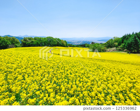 Nanohakura Takahara Nanohana農田 Nanohakura Takahara Nanohana農田 125336962