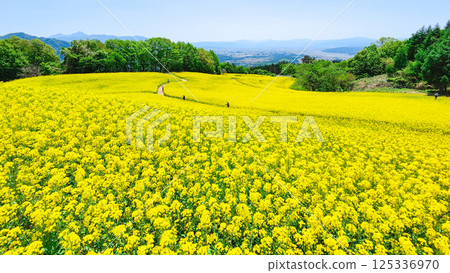 Nanohakura Takahara Nanohana Farm Field 125336970
