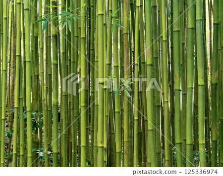 馬達克的鮮綠色草原 馬達克的鮮綠色草原 125336974