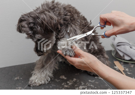 修剪狗的女人的手 修剪狗的女人的手 125337347