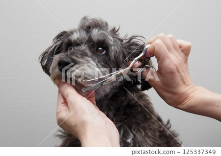 修剪狗的女人的手 125337349