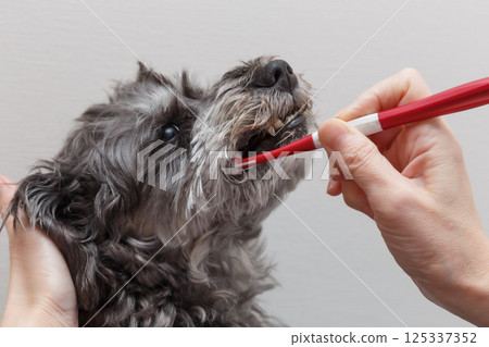 Woman's hands brushing a dog's teeth Woman's hands brushing a dog's teeth 125337352