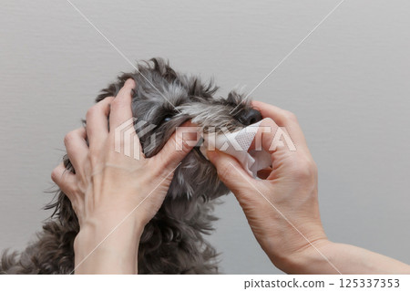 Woman's hands brushing a dog's teeth 125337353