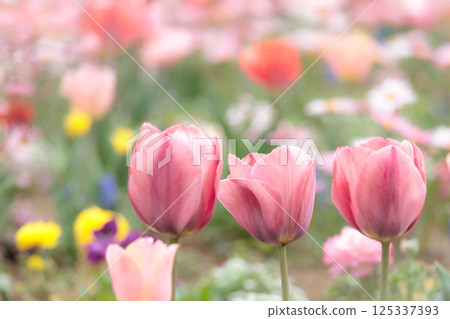 Colorful tulips shining in the spring sunshine Colorful tulips shining in the spring sunshine 125337393
