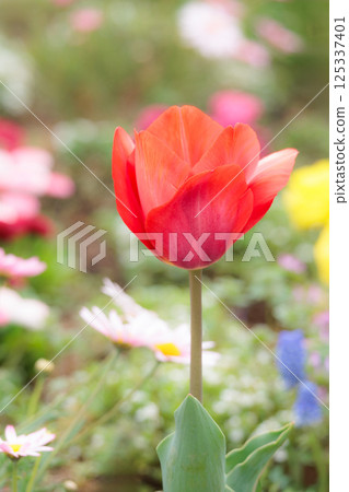 Colorful tulips shining in the spring sunshine Colorful tulips shining in the spring sunshine 125337401
