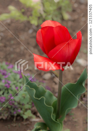 色彩繽紛的鬱金香在春日陽光下閃耀 125337405