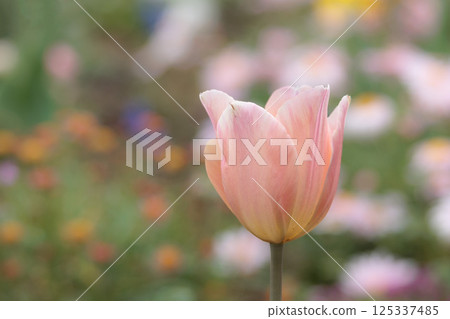 Colorful tulips shining in the spring sunshine 125337485