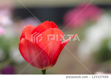 Colorful tulips shining in the spring sunshine 125337489