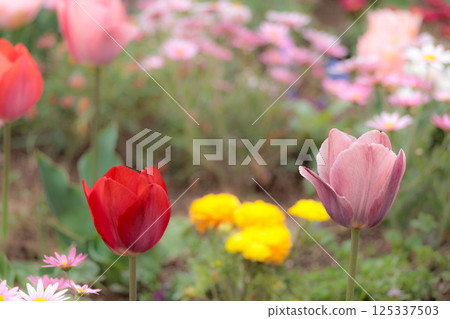色彩繽紛的鬱金香在春日陽光下閃耀 125337503