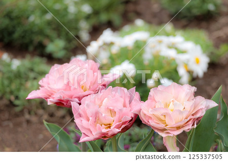 色彩繽紛的鬱金香在春日陽光下閃耀 色彩繽紛的鬱金香在春日陽光下閃耀 125337505