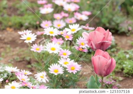 色彩繽紛的鬱金香在春日陽光下閃耀 125337516