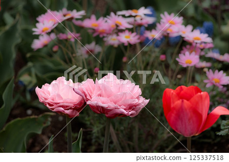 色彩繽紛的鬱金香在春日陽光下閃耀 125337518