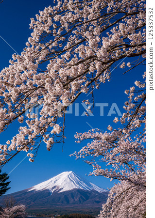 Somei Yoshino cherry blossoms and Mt. Fuji seen from Lake Kawaguchi 125337532