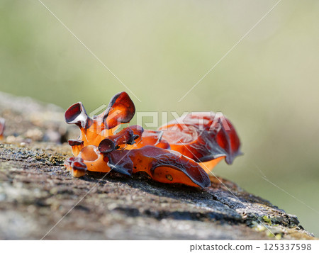 Hardwood stumps: Occurrence of wood-decay fungus Auricularia moniliforme Hardwood stumps: Occurrence of wood-decay fungus Auricularia moniliforme 125337598