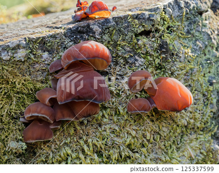 硬木樹樁：木腐真菌 Auricularia moniliforme 的發生 125337599