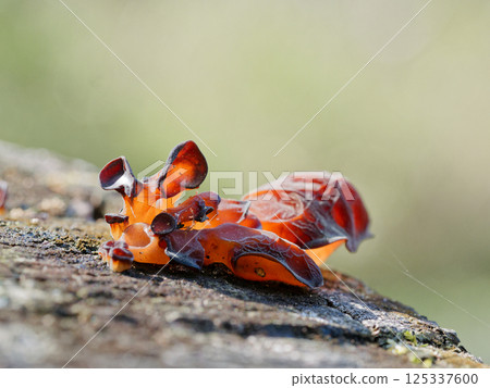 硬木樹樁:木腐真菌 Auricularia moniliforme 的發生 硬木樹樁:木腐真菌 Auricularia moniliforme 的發生 125337600