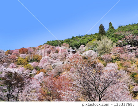 世界遺產吉野大峰的櫻花盛開 125337693