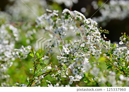 Snow willows in full bloom - the arrival of spring 125337960