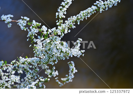 Snow willow in full bloom, tips of branches, the arrival of spring Snow willow in full bloom, tips of branches, the arrival of spring 125337972