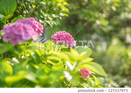 Hydrangea with rain 125337973