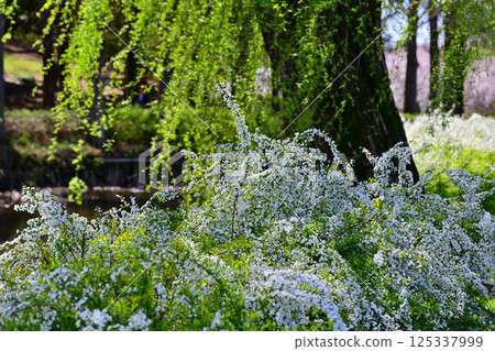 Full bloom: Waterside snow willows - the coming of spring Full bloom: Waterside snow willows - the coming of spring 125337999