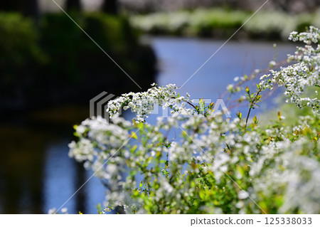 Full bloom: Waterside snow willows - the coming of spring 125338033