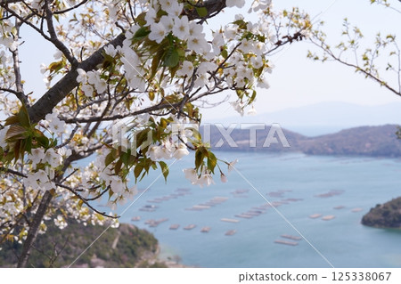 Sakura Irie Sakura Irie 125338067