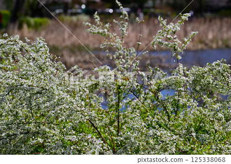 Full bloom: Waterside snow willows - the coming of spring Full bloom: Waterside snow willows - the coming of spring 125338068