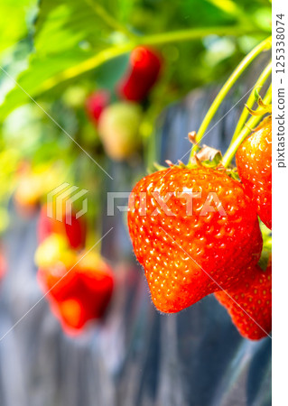 "Asuka Ruby" strawberries from Nara 125338074