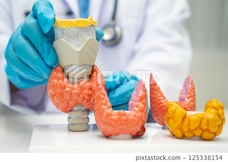 Hyperthyroidism, Overactive Thyroid, Thyroid Lymphoma, Asian doctor with thyroid gland human anatomy model in hospital. Hyperthyroidism, Overactive Thyroid, Thyroid Lymphoma, Asian doctor with thyroid gland human anatomy model in hospital. 125338154