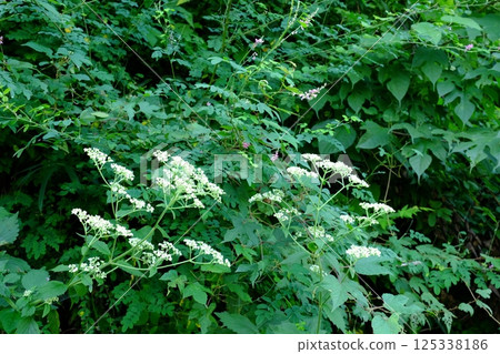 Brown-eared bulbuls and Japanese laurels in bloom [Tsukui, Sagamihara City, September] 125338186