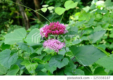 Buttonwort flowers blooming in the forest [Tsukui, Sagamihara City, September] 125338187