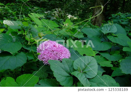 樹林中盛開的銀蓮花 [相模原市津久井 9月] 125338189