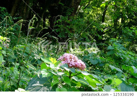 Buttonwort basking in the early autumn sunshine [Tsukui, Sagamihara City, September] 125338190