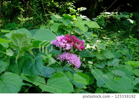 Buttonwort flowers blooming in a grove [Tsukui, Sagamihara City, September] 125338192
