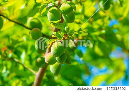 農藥青梅 農藥青梅 125338302