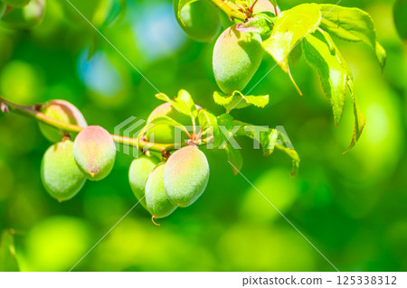 Pesticide Ome Pesticide Ome 125338312