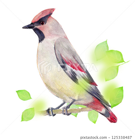 水彩插圖，手繪，初夏太平鳥 125338487