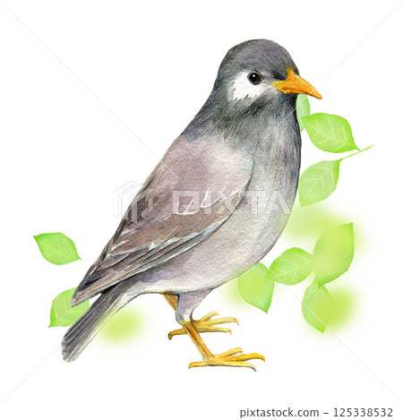 水彩插圖，手繪，初夏椋鳥 125338532