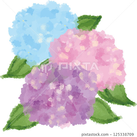淺藍色、粉紅色和紫色繡球花的水彩插圖 125338709